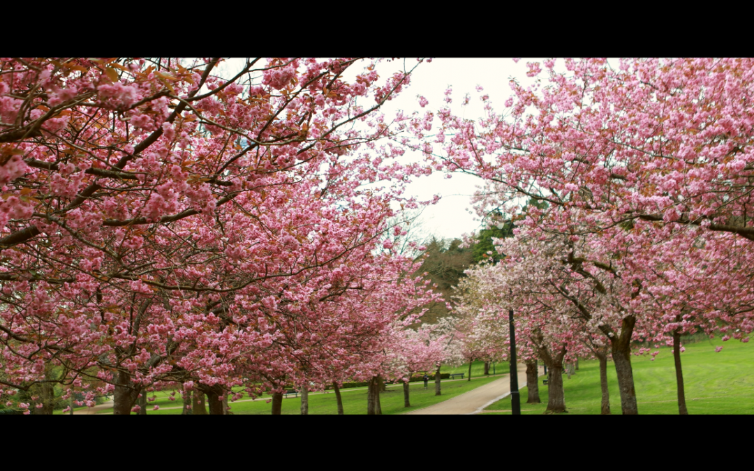 Pontypool Park Cherry Blossom, May 2023